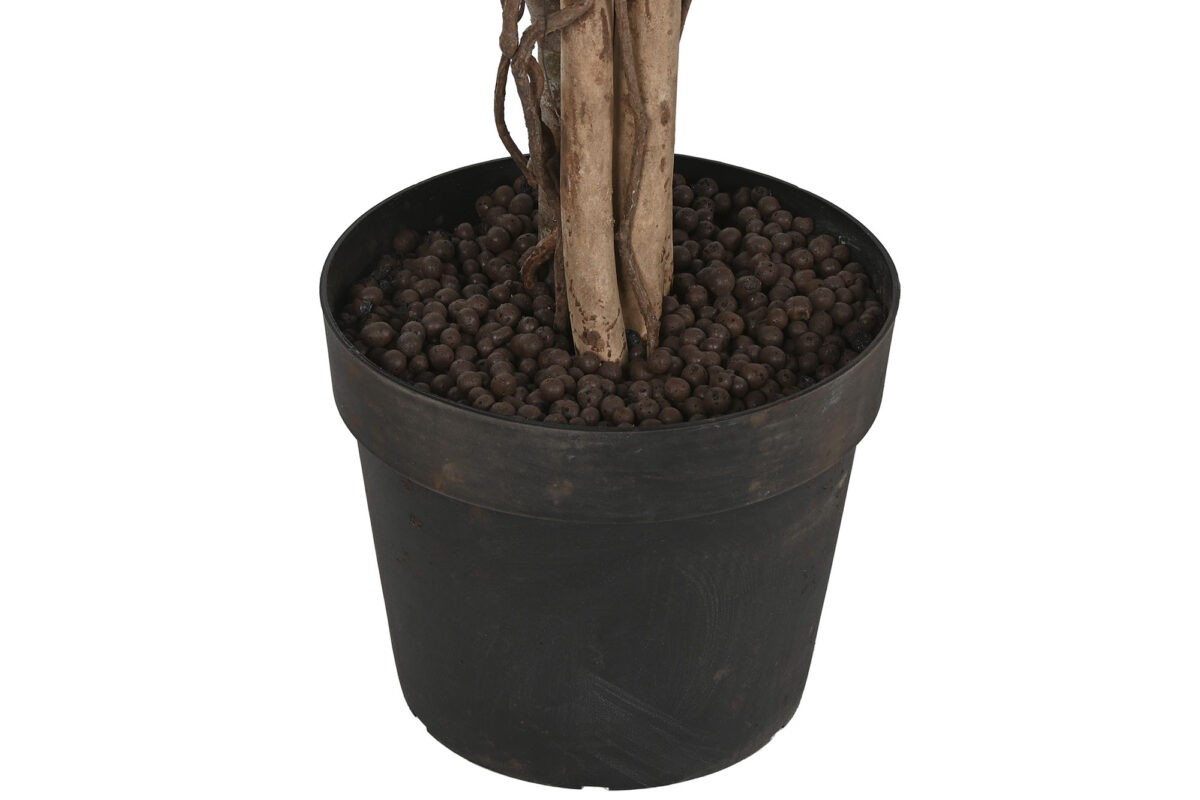 Plantă decorativă, Ficus Green,210см Plantă decorativă, Ficus Green,210см