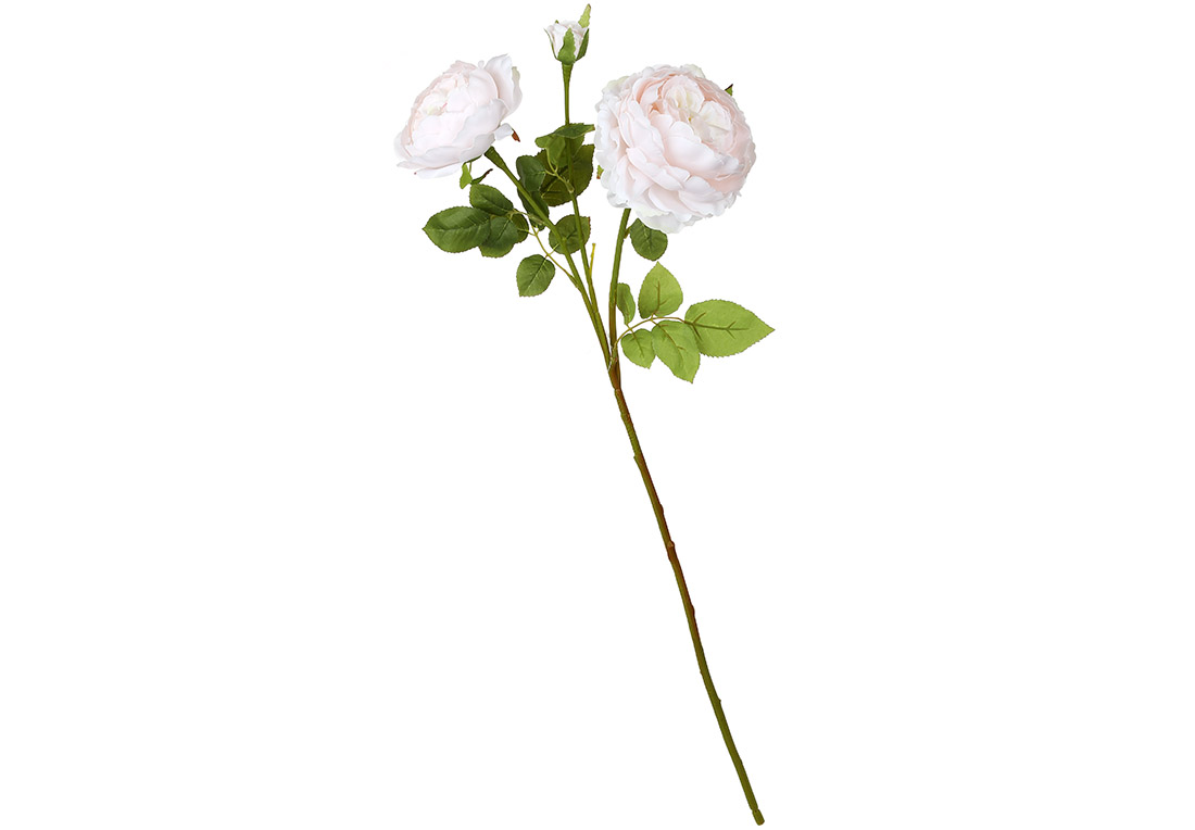 Trandafir cu flori de bujor, 78cm Trandafir cu flori de bujor, 78cm